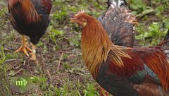 Puntata del 25 dicembre