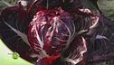 Radicchio di Verona IGP