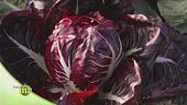 Radicchio di Verona IGP