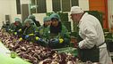 Il radicchio dal campo alla tavola