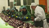 Il radicchio dal campo alla tavola