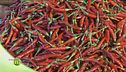 Il peperoncino calabrese