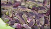 Il pistacchio di Bronte