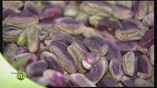 Il pistacchio di Bronte
