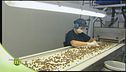 La lavorazione del pistacchio di Bronte