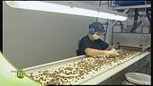 La lavorazione del pistacchio di Bronte