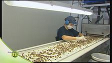 La lavorazione del pistacchio di Bronte