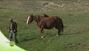 Cavallo agricolo da tiro pesante rapido