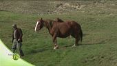 Cavallo agricolo da tiro pesante rapido
