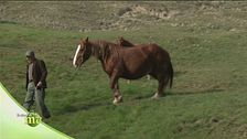 Cavallo agricolo da tiro pesante rapido