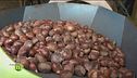 Le castagne