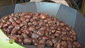Le castagne