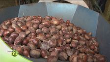 Le castagne