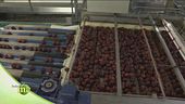 Mele, dal produttore al consumatore