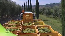 La nascita dei vini di Franciacorta