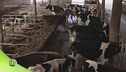 Il cuore dell'azienda agricola: la stalla