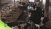 Il cuore dell'azienda agricola: la stalla