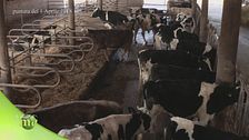 Il cuore dell'azienda agricola: la stalla