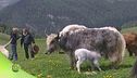 Lo yak tibetano