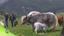 Lo yak tibetano