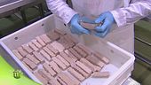 La lavorazione dei filetti di tonno nell'azienda Callipo di Pizzo