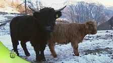Vita di montagna