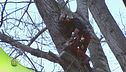 Tree climbing