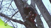 Tree climbing