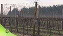 Tra le vigne che danno vita all'aceto balsamico