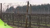 Tra le vigne che danno vita all'aceto balsamico