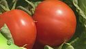 Pomodoro italiano