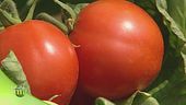 Pomodoro italiano