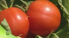 Pomodoro italiano