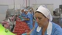 La trasformazione del pomodoro
