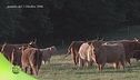 Alla scoperta della razza Highland cattle
