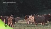Alla scoperta della razza Highland cattle