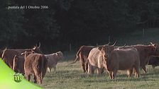 Alla scoperta della razza Highland cattle