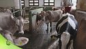 Smart farm, un'azienda agricola altamente tecnologica