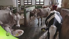 Smart farm, un'azienda agricola altamente tecnologica