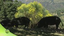 Tesori d'Aspromonte