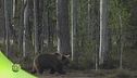 Incontro ravvicinato con i predatori delle foreste finlandesi