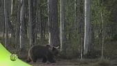 Incontro ravvicinato con i predatori delle foreste finlandesi