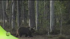 Incontro ravvicinato con i predatori delle foreste finlandesi