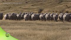 I cani da pastore in Nuova Zelanda