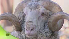 Le pecore merinos