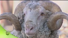 Le pecore merinos