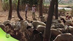 Tipici allevamenti e tipici formaggi