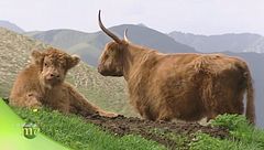 I bovini highlander e gli yak tra le malghe del Trentino