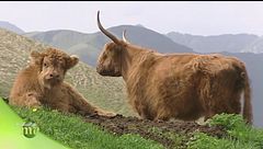 I bovini highlander e gli yak tra le malghe del Trentino
