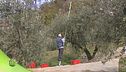 Terra degli ulivi